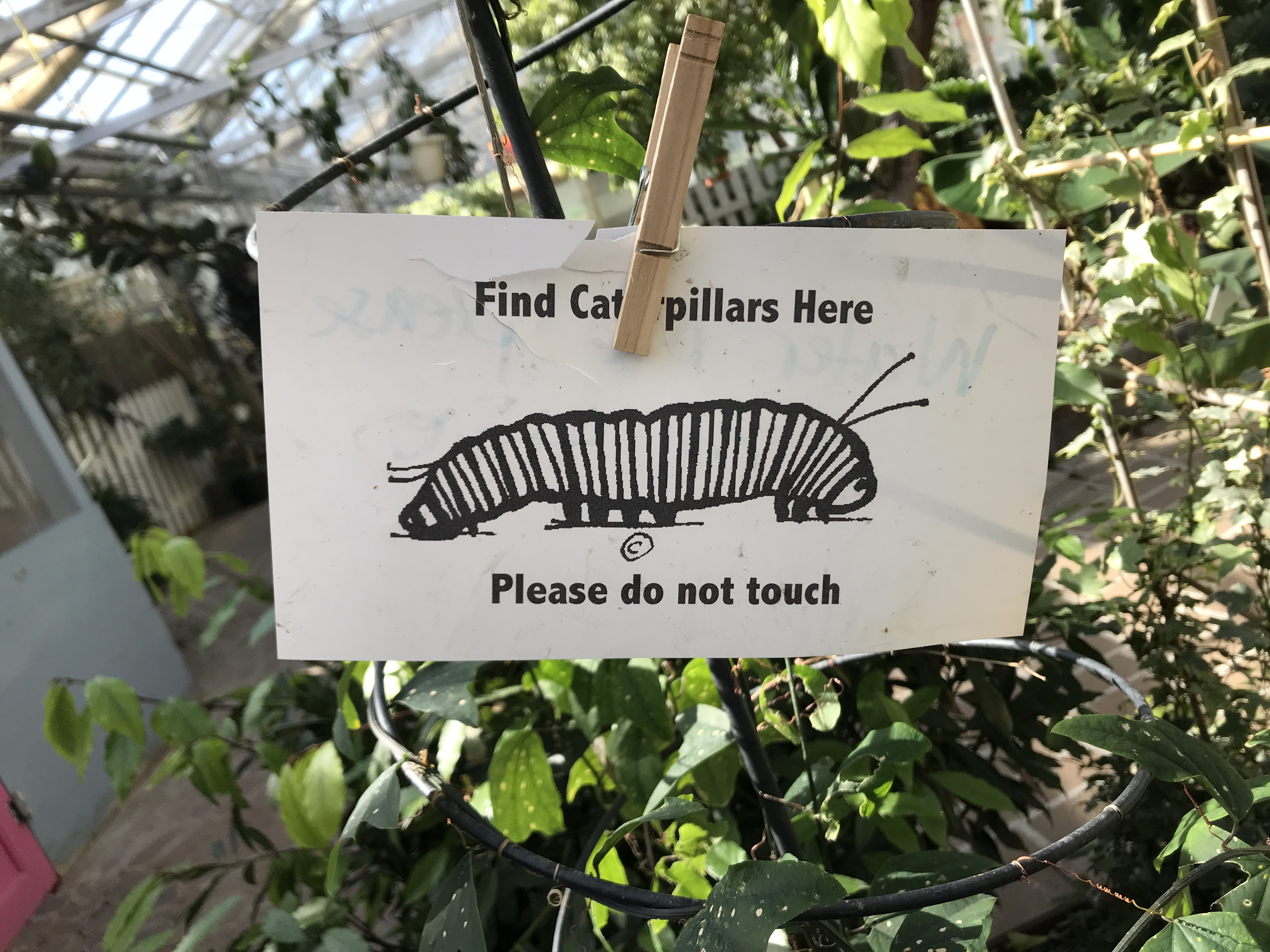 Find Caterpillars Here - Please do not touch